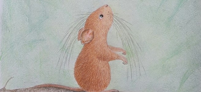 Illustrated of a Banahaw tree mouse