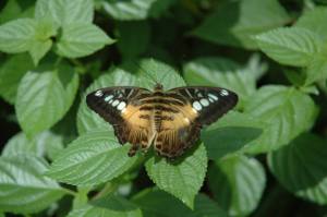 Parthenos sylvia philippensis