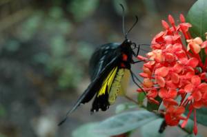 Troides rhadamantus rhadamantus