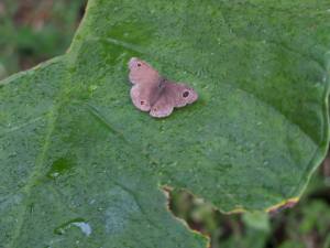 Ypthima sempera sempera