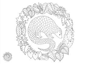 pangolin-colouring-2017-v2