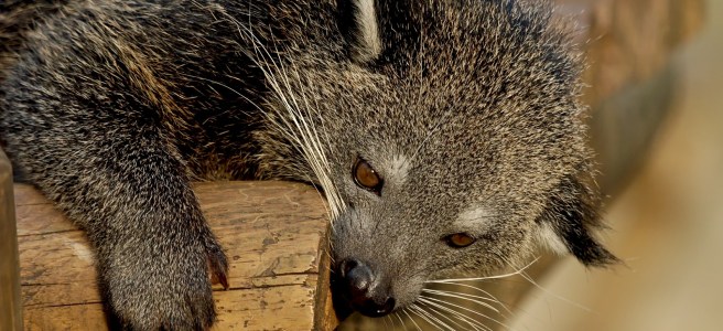 Binturong or bearcat