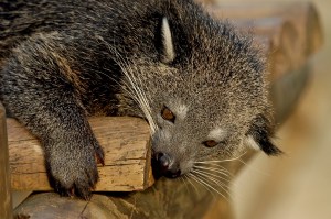 Binturong or bearcat