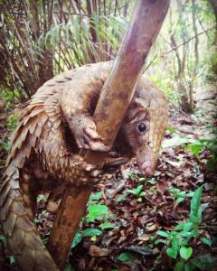 Pangolin resuced and released by Libassa Wildlife Sanctuary
