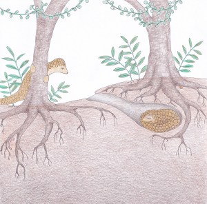 Looking for a Chinese pangolin