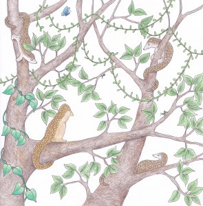 Playing hide and seek with white-bellied pangolins