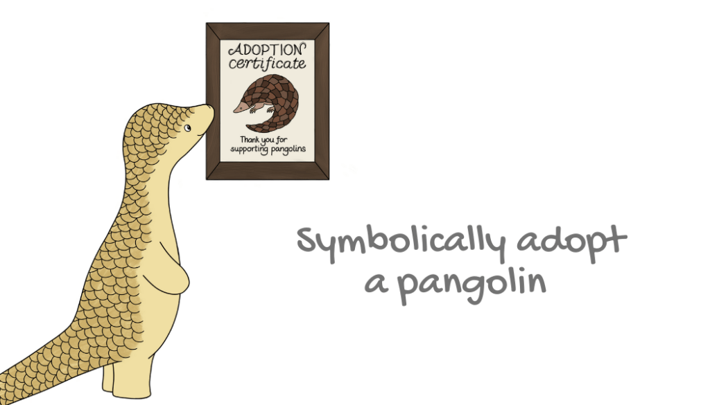Pipisin Pangolin looking at a pangolin adoption certificate